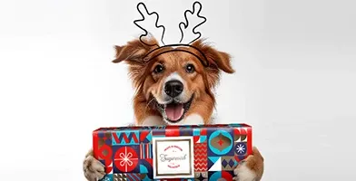 Sugarwish Holiday Dog Swag banner image.