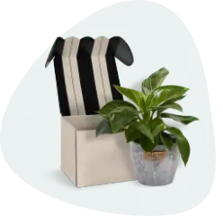 Live plant gift