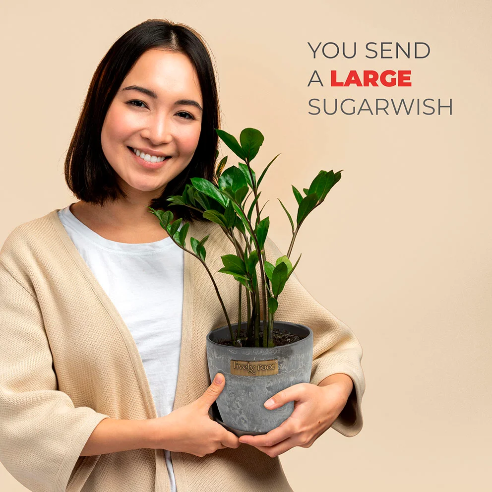 Sugarwish Our Plants & Flowers gift sizes