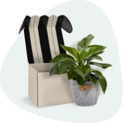 sugarwish spotlight product Plants.